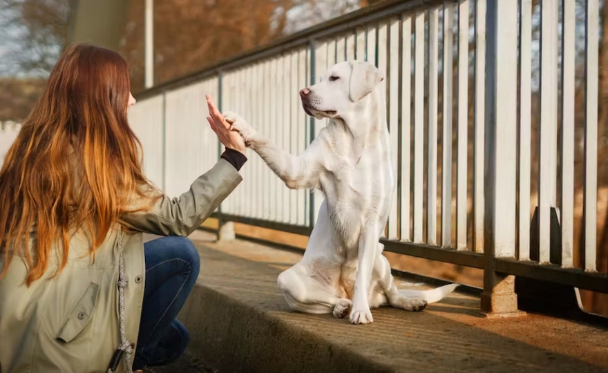 Des chiens dans les écoles : la médiation animale pour prendre soin des élèves